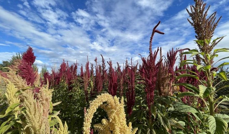 Del cultivo manual a la mecanización: proyecto apoyado por FIA busca transformar la producción de amaranto en el Maule