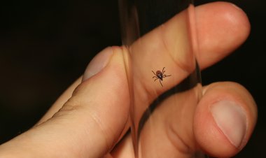 Picaduras por garrapatas: ¿Qué riesgos existen para la salud?