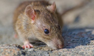 Alerta por hantavirus: expertos piden reforzar medidas y consulta oportuna