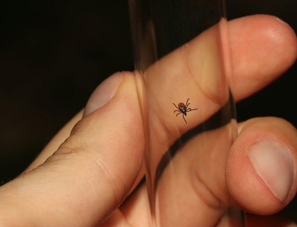 Picaduras por garrapatas: ¿Qué riesgos existen para la salud?