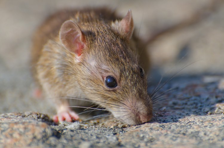 Alerta por hantavirus: expertos piden reforzar medidas y consulta oportuna