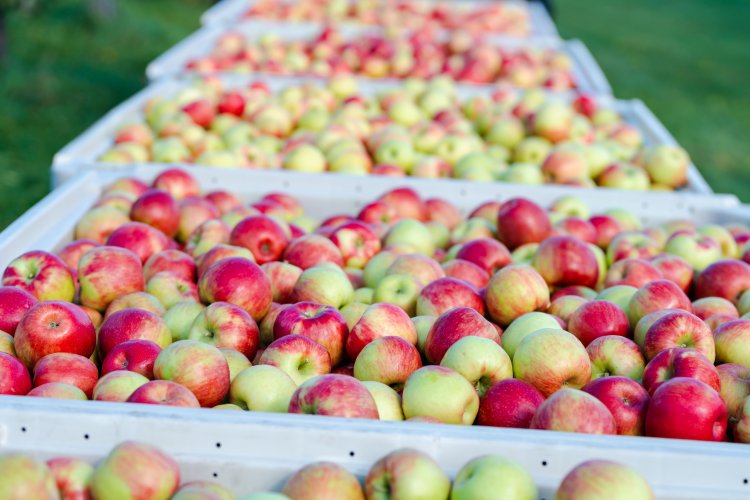 "Machucón" en manzanas reduce hasta un 12% la producción exportable