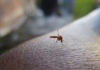 Cómo prevenir el dengue y otras enfermedades transmitidas por mosquitos