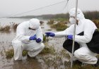Fenómeno de El Niño y caso de influenza aviar en Perú elevan la alerta del SAG y refuerzan la vigilancia sanitaria