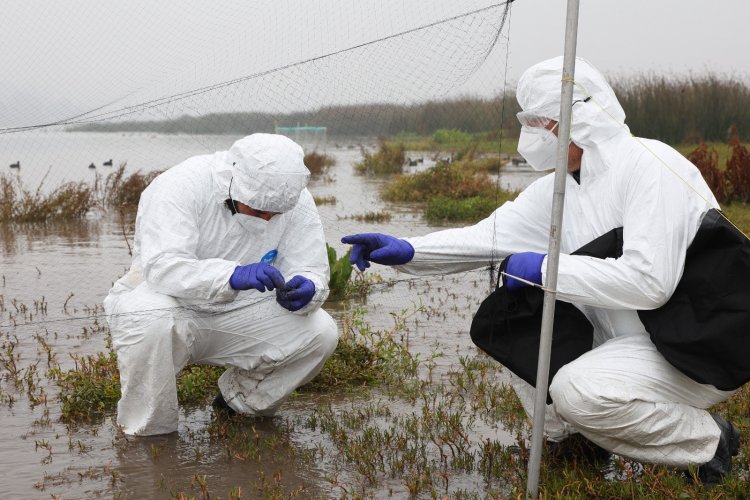 Fenómeno de El Niño y caso de influenza aviar en Perú elevan la alerta del SAG y refuerzan la vigilancia sanitaria