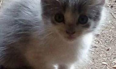 Los detalles del reglamento de la Ley de Tenencia Responsable de Animales de Compañía