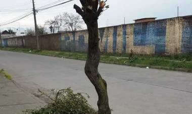 Denuncian “mutilación” de árboles