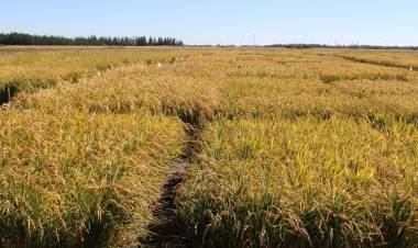 INIA reorienta el cultivo de arroz en Chile hacia la sustentabilidad