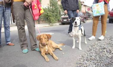 Esterilización de mascotas en la comuna de Retiro