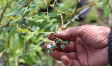 Autoridad llama a productores a activar seguros tras granizadas que afectaron producción de arándanos