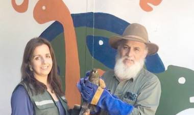 Personal del SAG decomisan un Loro Tricahue