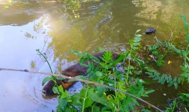 Liberan aves y un mamífero  rehabilitados en “Casa Noé, Mundo Animal” de Linares