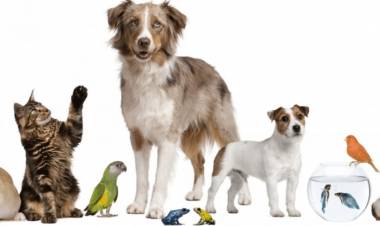 ONG Zoolidarios ejecutará proyecto de tenencia responsables de mascotas