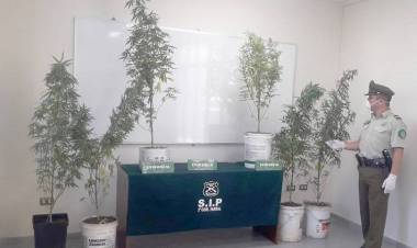 Nuevo decomiso de cannabis sativa