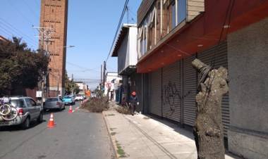 Molestia por “mutilación” de ciruelos en calle Independencia