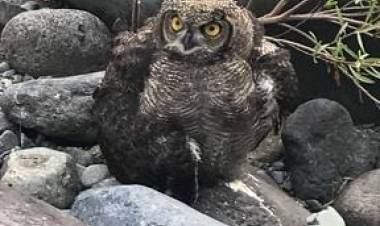 Rescatan Tucúquere en sector “Vado Azul”