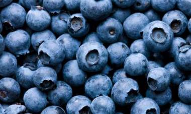 Exportaciones del Maule llegaron a 140 países