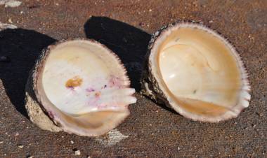 Tsunami 27F: estudio revela aumento en concentración de metales tóxicos en moluscos