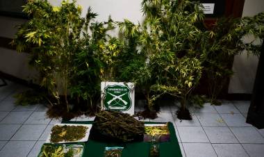 Un detenido por cultivo y microtráfico de marihuana en Villa Presidente Ibáñez
