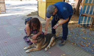 En Colbún realizan operativos veterinarios solidarios