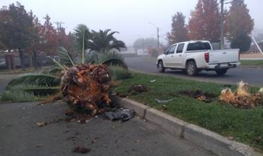 Misterioso “choque” termina con palmera en el suelo en Villa “María del Valle”