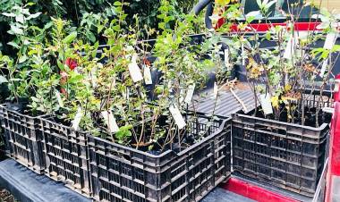 Instituto Forestal entregó árboles nativos a socios de la Cámara de Turismo Rural Achibueno