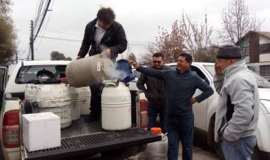 Indap apuesta por la inseminación artificial para mejorar calidad de ganado bovino de pequeños productores