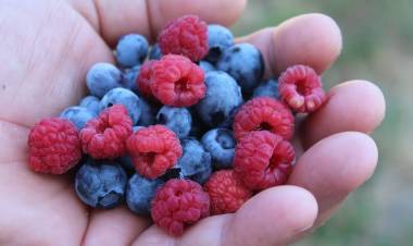 Fruticultores cuentan con dos seguros para proteger sus cultivos contra diversos riesgos