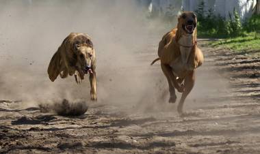 Carreras de perros serán sancionadas con presidio menor en su grado mínimo