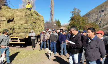 En marcha “plan forraje” en Colbún
