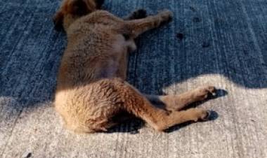 Vecinos increpan a carabinero luego de atropellar a perro en la Alameda de Linares