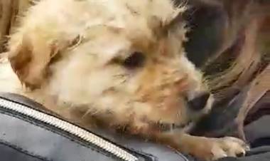 Animalistas rescatan a cachorro lanzado en un saco a canal en sector "La Isla" de Linares