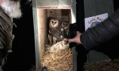 “Casa Noé, Mundo Animal” libera 10 lechuzas en sector embalse Ancoa