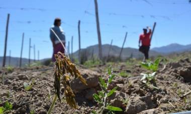 Diputado Rentería piden se decrete emergencia agrícola en la Región del Maule