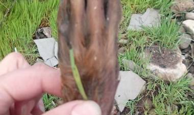 Piden investigar hallazgo de restos de animales encontrados  en las inmediaciones de las “Villas Camus”