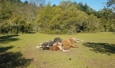 Grave mortandad de animales en zona rural de Longaví