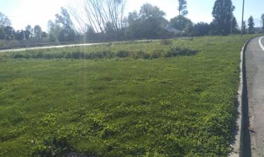 Grave abandono presenta nueva área verde en Circunvalación con Salida Yerbas Buenas