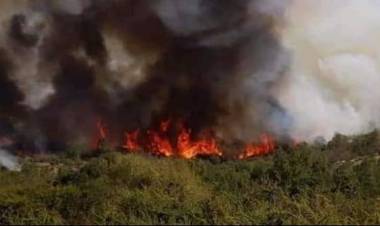 Incendio forestal afecta sector alto del “Cajón El Culmén”