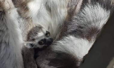 Crece la familia de Lémures de la Isla de Madagascar en “Casa Noé, Mundo Animal”