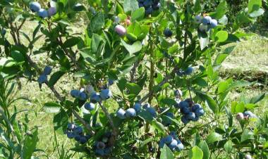 En seminario dieron a conocer proyecto que busca aumentar variedades de arándanos y frambuesos en Maule