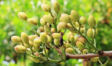  Buscan establecer estrategia para la reconversión productiva de remolacheros maulinos