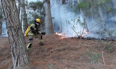 Fuego arrasa con más de 10 hectáreas de pino insigne en sector Peñasco