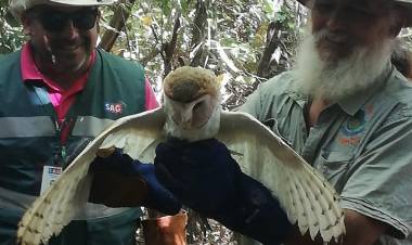 Liberan chunchos, tucúqueres, lechuzas y culebras rehabilitadas en zoológico de Linares