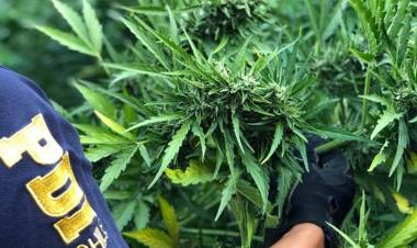 PDI incauta 520 mil dosis de marihuana en Colbún