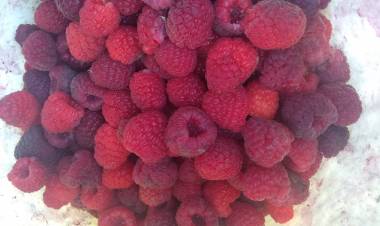 Buen precio de frambuesa y morones alegra al mundo campesino de la provincia de Linares