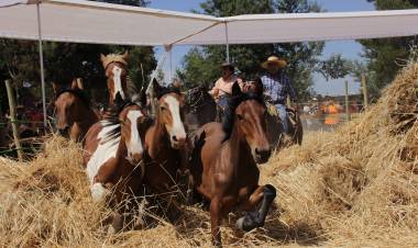 En Lomas de Putagán reviven la “Trilla a Yegua Suelta”