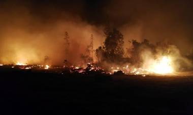 LABOCAR indaga origen de incendio forestal y primeras hipótesis apuntan a descuido de grupo scouts externo a Linares