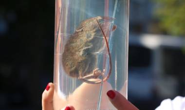 De la comuna de Retiro es uno de los dos casos confirmados de hantavirus en el Maule