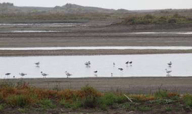 SAG Maule culminó censo de aves acuáticas en humedales de la región