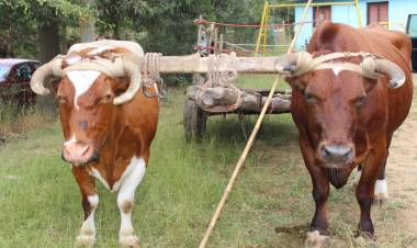 “Los Rabones” tendrá la “Quinta Fiesta de la Carreta” 